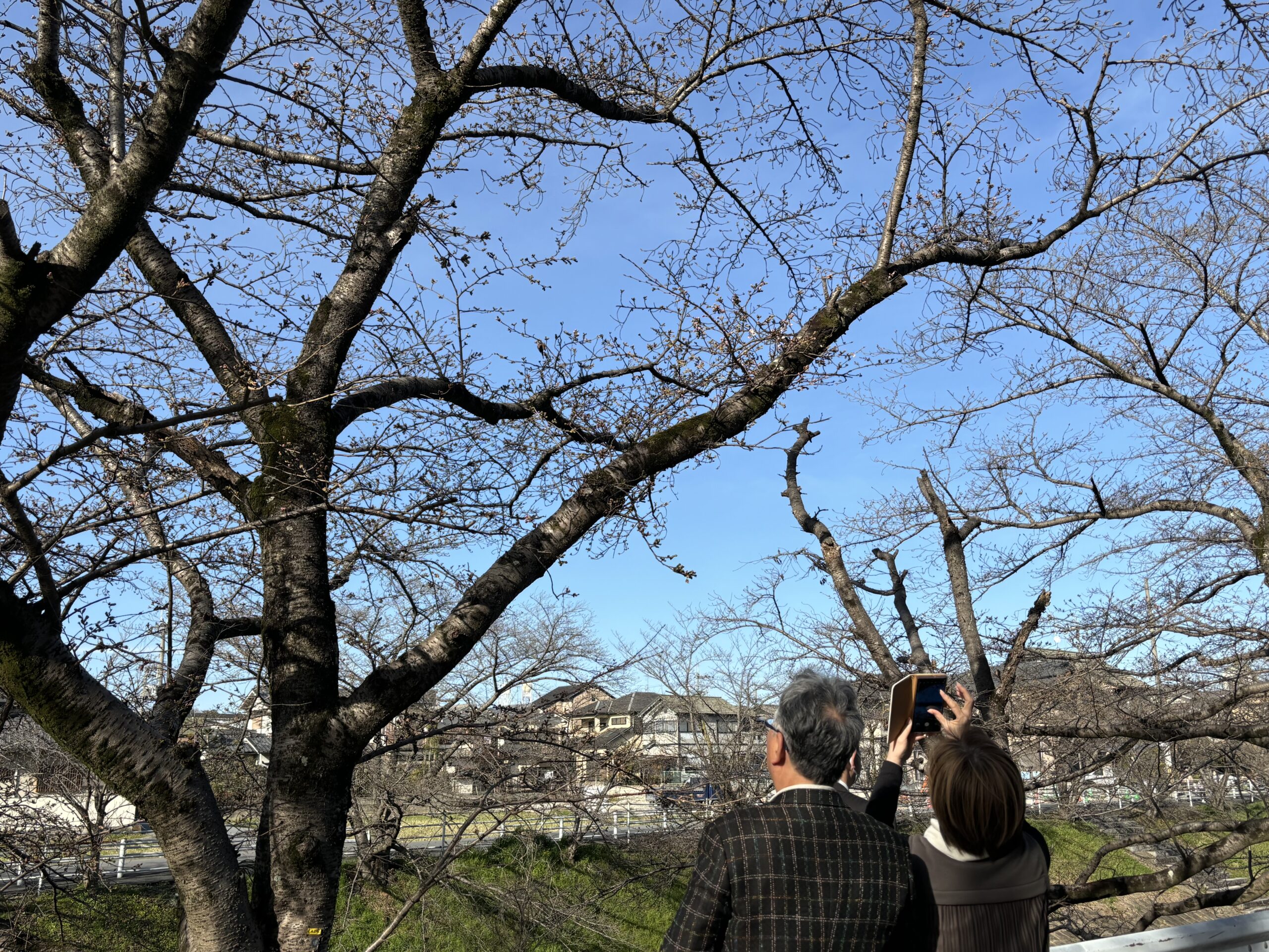 お花見会